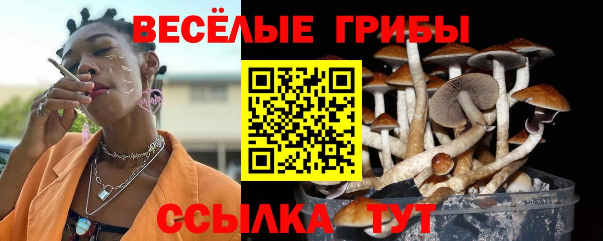 Псилоцибиновые грибы Cubensis Калининград